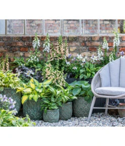 Weißrand-Funkie 'Patriot' -Wurzel Herz Verkaufsgeschäft 8028466 WE MO 001 Anemone