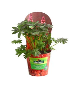 Lupine, Verschiedene Farben 10 Lupine, Verschiedene Farben -Wurzel Herz Verkaufsgeschäft 8029027 PR FS 001 LupineWestcountryPotcoverT19DehnerExpressHerzig