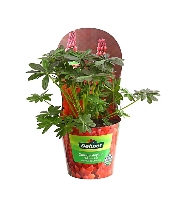 Lupine, Verschiedene Farben 2 Lupine, Verschiedene Farben – Bild 2