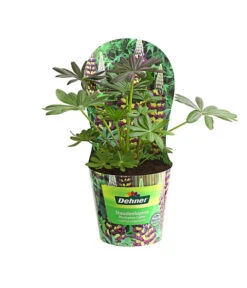 Lupine, Verschiedene Farben 11 Lupine, Verschiedene Farben -Wurzel Herz Verkaufsgeschäft 8029027 PR FS 002 LupineWestcountryPotcoverT19DehnerExpressHerzig