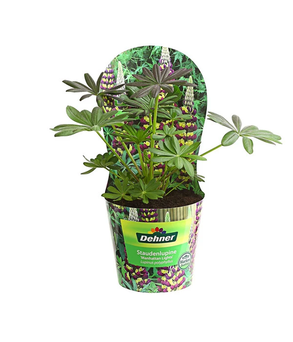 Lupine, Verschiedene Farben 3 Lupine, Verschiedene Farben – Bild 3