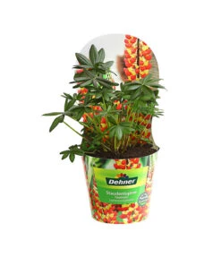 Lupine, Verschiedene Farben 14 Lupine, Verschiedene Farben -Wurzel Herz Verkaufsgeschäft 8029027 PR FS 005 LupineWestcountryPotcoverT19DehnerExpressHerzig