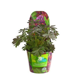 Lupine, Verschiedene Farben 15 Lupine, Verschiedene Farben -Wurzel Herz Verkaufsgeschäft 8029027 PR FS 006 LupineWestcountryPotcoverT19DehnerExpressHerzig
