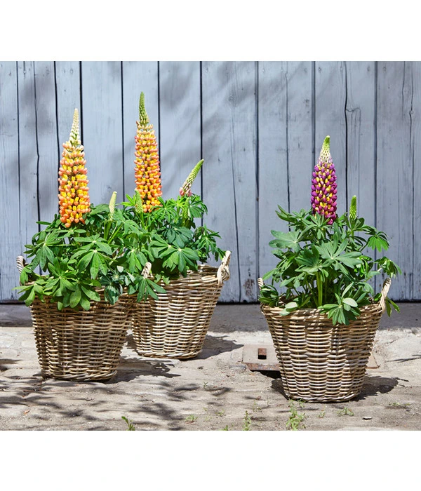 Lupine, Verschiedene Farben 1 Lupine, Verschiedene Farben