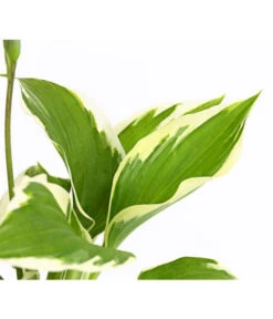 Weißrand-Funkie 'Patriot' -Wurzel Herz Verkaufsgeschäft 8029241 PR DE 001 HostaFunkiePatriotDehnerExpressHerzig