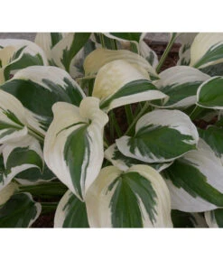 Weißrand-Funkie 'Patriot' -Wurzel Herz Verkaufsgeschäft 8029522 PR DE 002 HostaPatriotAllgreen