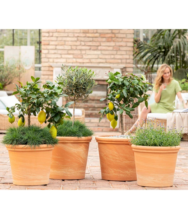 Spang Terrakotta-Topf Toscana, Rund 3 Spang Terrakotta-Topf Toscana, Rund – Bild 3