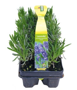 Neue Veröffentlichungen -Wurzel Herz Verkaufsgeschäft 8072605 PR FS 001 Lavandula6erPackAllgreen