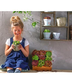 Hauswurz, 6er Schale -Wurzel Herz Verkaufsgeschäft 8086498 8013112 WE MO 004 HauswurzDachwurzSempervivumMixT9