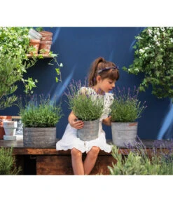 Duftlavendel, 6er-Schale -Wurzel Herz Verkaufsgeschäft 8092108 WE MO 03 LavendelT13 GC14 2020 02