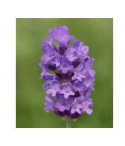 Lavendel 'No. 9' -Wurzel Herz Verkaufsgeschäft 8094070 PR DE 001 DownderryNo9Helix