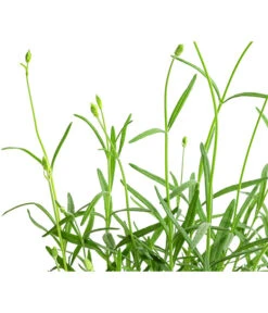 Lavendel 'No. 9' -Wurzel Herz Verkaufsgeschäft 8094070 WE DE 001 LavandulaAngustifoliaNO9LavendelT13