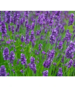 Neue Veröffentlichungen -Wurzel Herz Verkaufsgeschäft 8094096 PR MO 001 DownderryOlympiaHelix