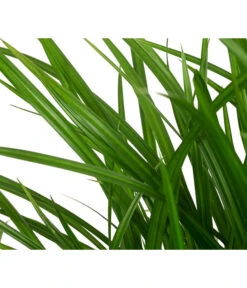 Garten-Segge 'Green Wonder' -Wurzel Herz Verkaufsgeschäft 8095119 WE DE 003 CarexOshimensisGreenWonderZiergrasT19