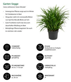 Garten-Segge 'Green Wonder' -Wurzel Herz Verkaufsgeschäft 8095119 WE IG 001 GartenSegge