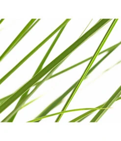 Niedriges Pampasgras 'Junior' -Wurzel Herz Verkaufsgeschäft 8095374 PR DE 001 CortaderiaSelloanaJuniorPampasgrasT19DehnerExpressHerzig