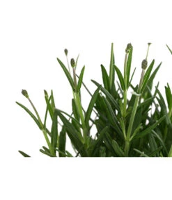 Lavendel 'Royal Blue' -Wurzel Herz Verkaufsgeschäft 8097545 WE DE 001 LavendelRoyalBlue1L