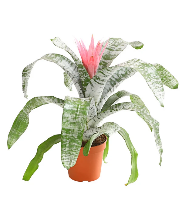 Lanzenrosette - Aechmea Fasciata 1 Lanzenrosette - Aechmea Fasciata
