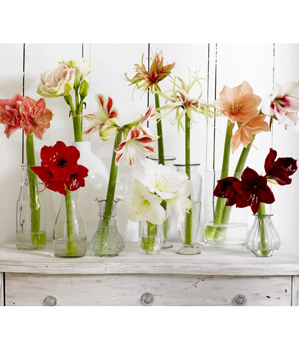 Amaryllis - Hippeastrum-Hybride – Bild 5