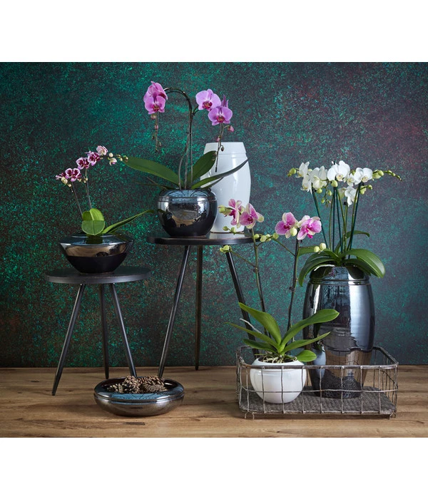 Schmetterlingsorchidee - Phalaenopsis Cultivars 'Umbrella', Verschiedene Sorten 11 Schmetterlingsorchidee - Phalaenopsis Cultivars 'Umbrella', Verschiedene Sorten – Bild 11