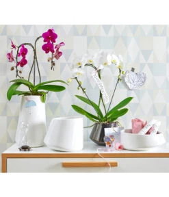 Schmetterlingsorchidee - Phalaenopsis Cultivars 'Umbrella', Verschiedene Sorten 20 Schmetterlingsorchidee - Phalaenopsis Cultivars 'Umbrella', Verschiedene Sorten -Wurzel Herz Verkaufsgeschäft 8203242 8280505 PR MO 001 SchmetterlingsorchideePhalaenopsisUmbrellaUveSauer