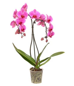 Schmetterlingsorchidee - Phalaenopsis Cultivars 'Umbrella', Verschiedene Sorten 14 Schmetterlingsorchidee - Phalaenopsis Cultivars 'Umbrella', Verschiedene Sorten -Wurzel Herz Verkaufsgeschäft 8203242 PR FS 001 SchmetterlingsorchideePhalaenopsisUmbrellaT12Herzig