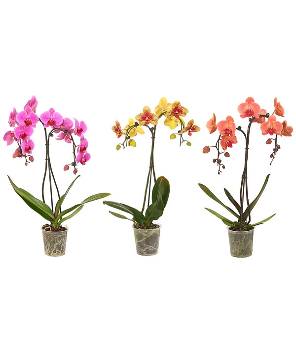 Schmetterlingsorchidee - Phalaenopsis Cultivars 'Umbrella', Verschiedene Sorten 1 Schmetterlingsorchidee - Phalaenopsis Cultivars 'Umbrella', Verschiedene Sorten