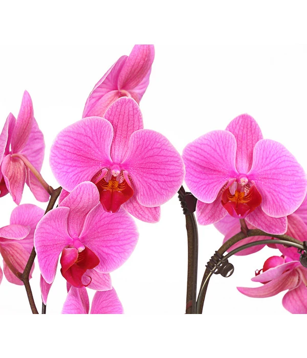 Schmetterlingsorchidee - Phalaenopsis Cultivars 'Umbrella', Verschiedene Sorten 6 Schmetterlingsorchidee - Phalaenopsis Cultivars 'Umbrella', Verschiedene Sorten – Bild 6
