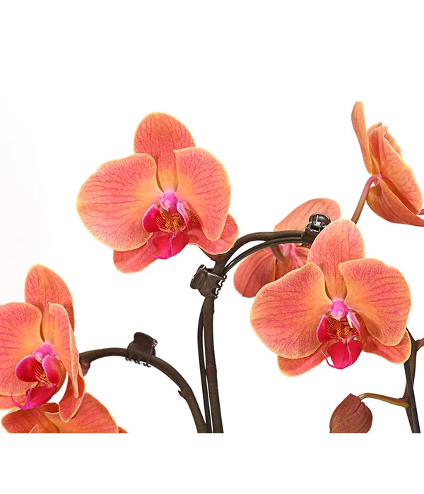 Schmetterlingsorchidee - Phalaenopsis Cultivars 'Umbrella', Verschiedene Sorten 7 Schmetterlingsorchidee - Phalaenopsis Cultivars 'Umbrella', Verschiedene Sorten – Bild 7