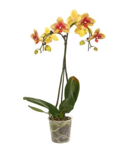 Schmetterlingsorchidee - Phalaenopsis Cultivars 'Umbrella', Verschiedene Sorten 16 Schmetterlingsorchidee - Phalaenopsis Cultivars 'Umbrella', Verschiedene Sorten -Wurzel Herz Verkaufsgeschäft 8203242 WE FS 002 SchmetterlingsorchideePhalaenopsisUmbrellaT12DehnerExpressHerzig
