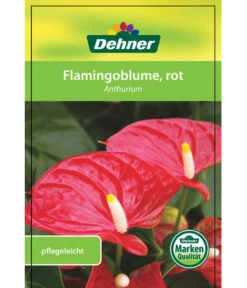 Große Flamingoblume - Anthurium Andreanum, Rot -Wurzel Herz Verkaufsgeschäft 8203408 FlamingoblumeRot Etikett 1