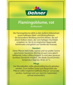 Große Flamingoblume - Anthurium Andreanum, Rot -Wurzel Herz Verkaufsgeschäft 8203408 FlamingoblumeRot Etikett 2
