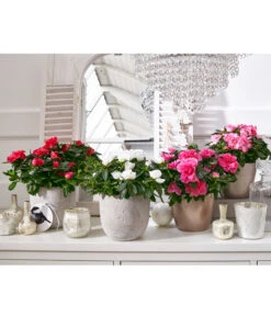 Zimmerazalee - Rhododendron Simsii -Wurzel Herz Verkaufsgeschäft 8205106 8205221 8205148 8205163 PR MO 001 AzaleenAzaleaT12UveSauer