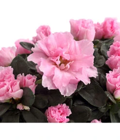 Zimmerazalee - Rhododendron Simsii -Wurzel Herz Verkaufsgeschäft 8205163 PR DE 002 AzaleeRosaDehnerExpressHerzig