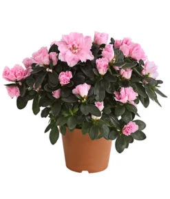 Zimmerazalee - Rhododendron Simsii -Wurzel Herz Verkaufsgeschäft 8205163 PR FS 002 AzaleerRosaDehnerExpressHerzig