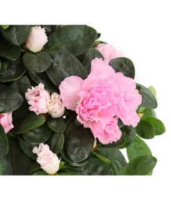 Zimmerazalee - Rhododendron Simsii -Wurzel Herz Verkaufsgeschäft 8205163 WE DE 001 AzaleeAzaleaRosaT12DehnerExpressHerzig