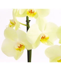 Schmetterlingsorchidee - Phalaenopsis Cultivars 29 Schmetterlingsorchidee - Phalaenopsis Cultivars -Wurzel Herz Verkaufsgeschäft 8207201 PR DE 001 SchmetterlingsorchideePhalaenopsis2TrieberVerzweigt25DehnerExpressHerzig