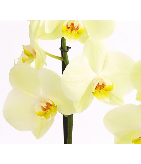 Schmetterlingsorchidee - Phalaenopsis Cultivars 14 Schmetterlingsorchidee - Phalaenopsis Cultivars – Bild 14