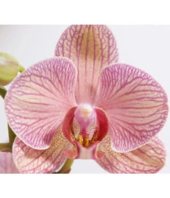 Schmetterlingsorchidee - Phalaenopsis Cultivars 26 Schmetterlingsorchidee - Phalaenopsis Cultivars -Wurzel Herz Verkaufsgeschäft 8207201 PR DE 002 PHalaenopsis2TrieberVerzweigtSortenmixSchmetterlingsorchideeT12DehnerExpressZS