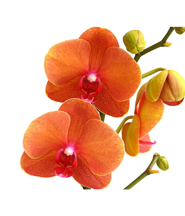 Schmetterlingsorchidee - Phalaenopsis Cultivars 10 Schmetterlingsorchidee - Phalaenopsis Cultivars – Bild 10