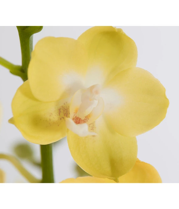 Schmetterlingsorchidee - Phalaenopsis Cultivars 9 Schmetterlingsorchidee - Phalaenopsis Cultivars – Bild 9