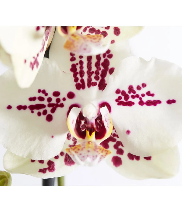 Schmetterlingsorchidee - Phalaenopsis Cultivars 8 Schmetterlingsorchidee - Phalaenopsis Cultivars – Bild 8