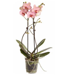 Schmetterlingsorchidee - Phalaenopsis Cultivars 19 Schmetterlingsorchidee - Phalaenopsis Cultivars -Wurzel Herz Verkaufsgeschäft 8207201 PR FS 002 PHalaenopsis2TrieberVerzweigtSortenmixSchmetterlingsorchideeT12DehnerExpressZS