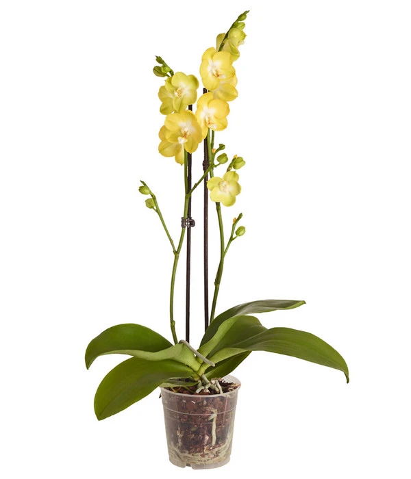 Schmetterlingsorchidee - Phalaenopsis Cultivars 2 Schmetterlingsorchidee - Phalaenopsis Cultivars – Bild 2