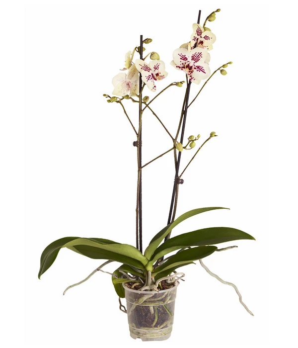 Schmetterlingsorchidee - Phalaenopsis Cultivars 1 Schmetterlingsorchidee - Phalaenopsis Cultivars