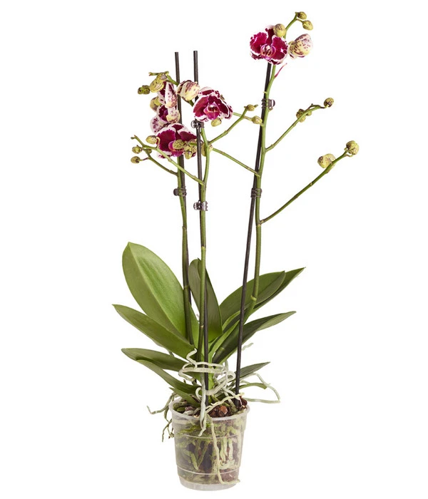Schmetterlingsorchidee - Phalaenopsis Cultivars 5 Schmetterlingsorchidee - Phalaenopsis Cultivars – Bild 5