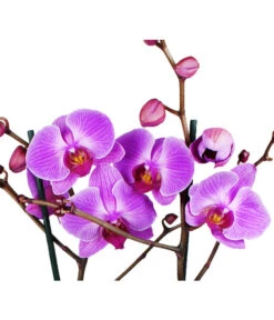 Schmetterlingsorchidee - Phalaenopsis Cultivars 30 Schmetterlingsorchidee - Phalaenopsis Cultivars -Wurzel Herz Verkaufsgeschäft 8207201 WE DE 004 SchmetterlingsorchideePhalaenopsis2TrieberVerzweigt25DehnerExpressHerzig