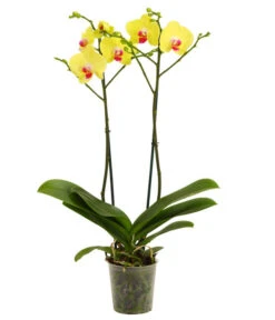 Schmetterlingsorchidee - Phalaenopsis Cultivars 21 Schmetterlingsorchidee - Phalaenopsis Cultivars -Wurzel Herz Verkaufsgeschäft 8207201 WE FS 001 Phalaenopsis2TrieberVerzweigt25Dehner
