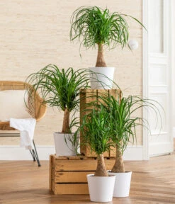 Elefantenfuß - Beaucarnea Recurvarta -Wurzel Herz Verkaufsgeschäft 8207946 WE MO 001 BeaucarneaRecurvataT17 CCSeitenbanner 2022 01