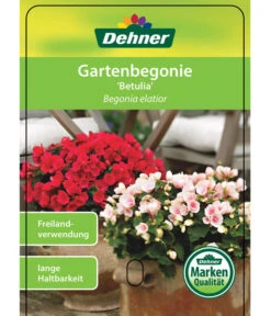 Freiland-Begonie 'Betulia' -Wurzel Herz Verkaufsgeschäft 8208845 GartenbegonieBetulia Etikett 01